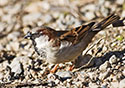 Passer domesticus